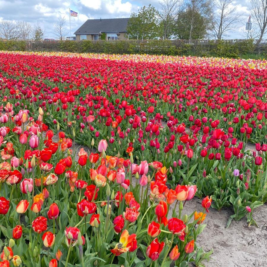 Emma Lodge Zandvoort Dış mekan fotoğraf